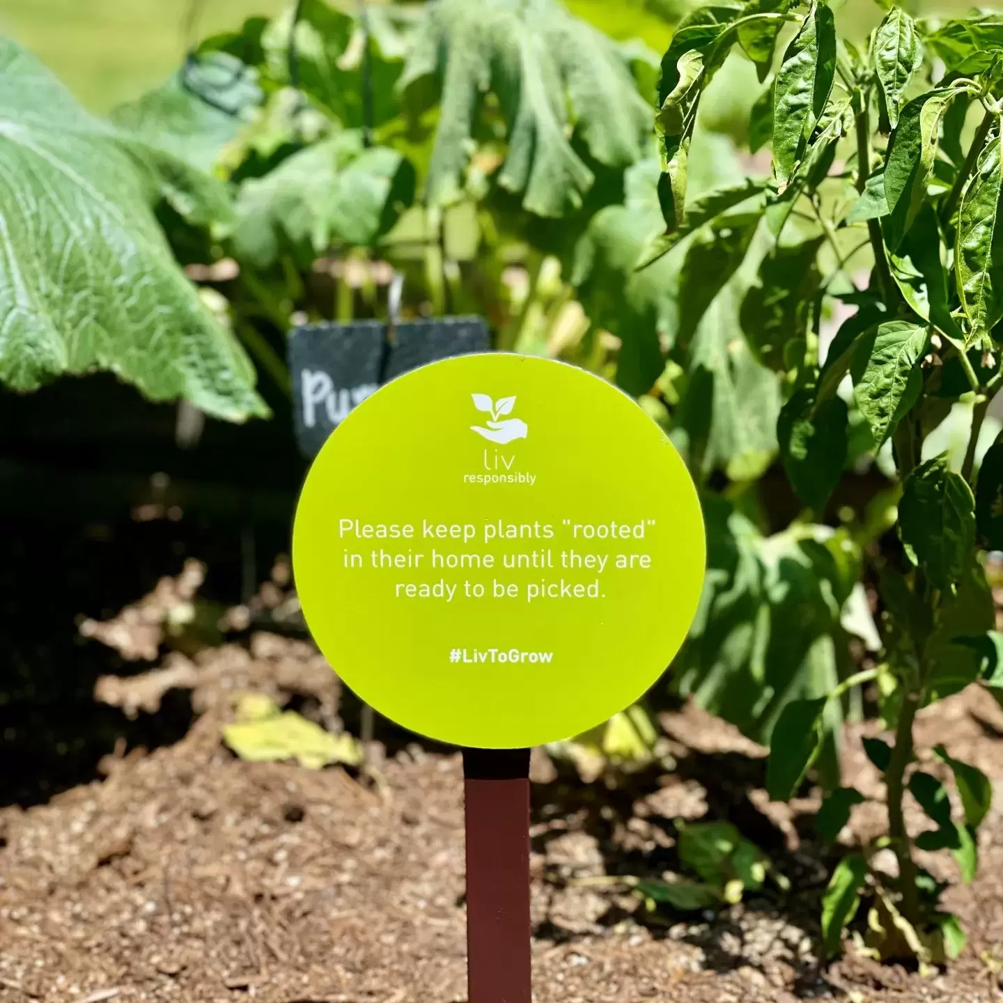The fresh veggies and herbs at the Liv Garden are almost ready to enjoy. 😊

In the meantime, please keep them rooted and join us for Garden Club Tomorrow morning! 💚
.
.
.
#LivToGrow #LivLikeNoOther #LivGarden #LivResponsibly